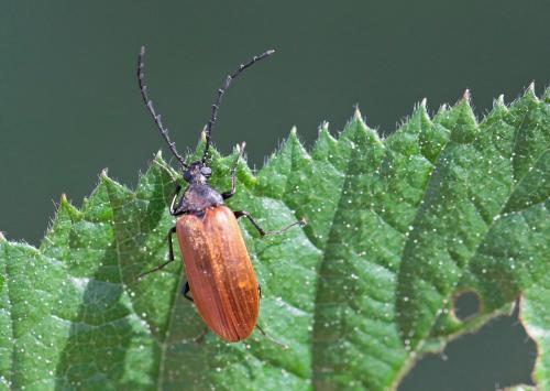 Réf. 256 411 : Pseudocistela ceramboides